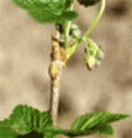 RIBES NE S IGLIC 50ML - Farmacia di Regoledo Srl